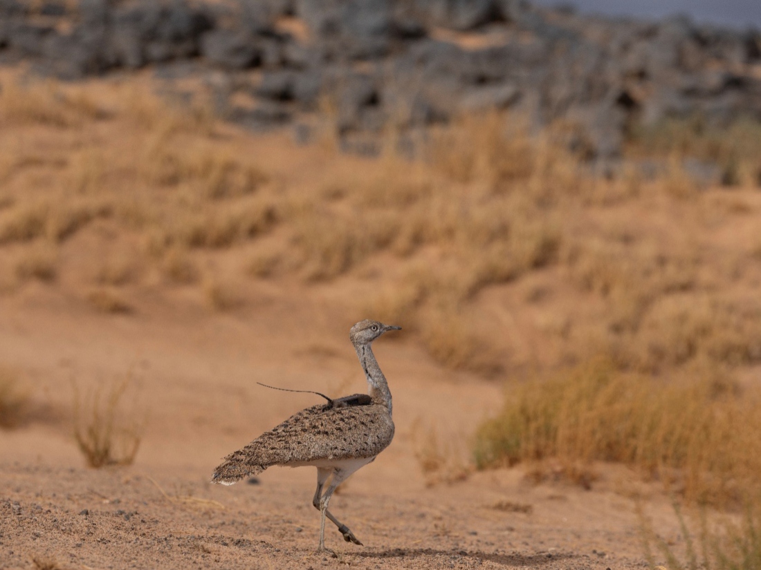 asian houbara bustard reintroduced saudi arabia rewild mission 2026